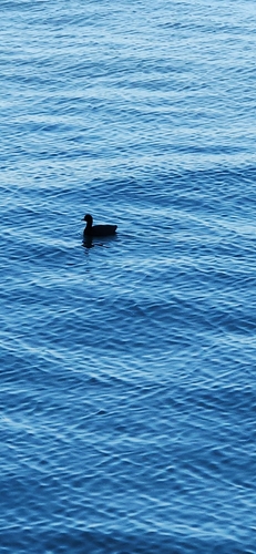 American Coot observed by jmurphy77