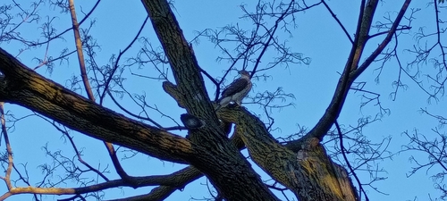 Cooper's Hawk observed by wenyu66122