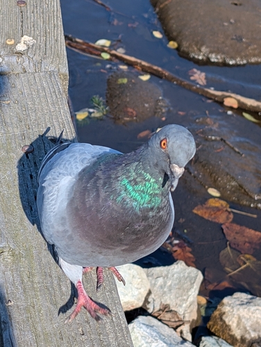 Rock Pigeon observed by balconygardener