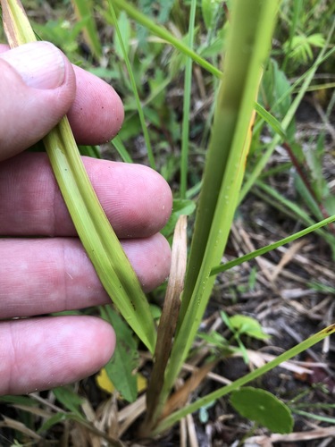 Rhynchospora caduca image