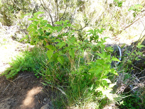 Rubus hawaiensis observed 2026-07-19