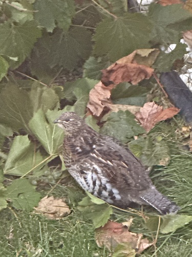 gélinotte huppée observed by francoisdubois
