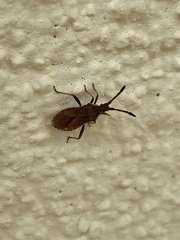 Coriomeris denticulatus