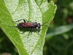 Macrophya annulata