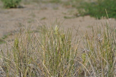 Poa douglasii
