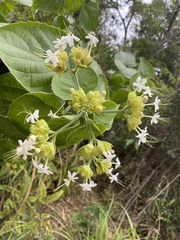 Clerodendrum canescens