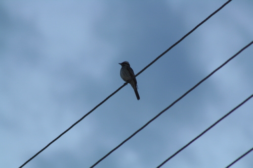 Variegated Flycatcher