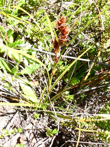 Morelotia gahniiformis observed 2026-07-19