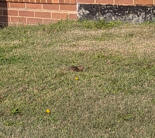 Thirteen-lined Ground Squirrel observed by ciafre