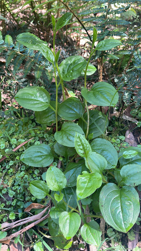 Hackelia latifolia, 2026-10-17