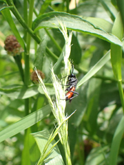 Macrophya annulata