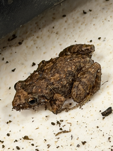 Eleutherodactylus planirostris observed 2026-10-17