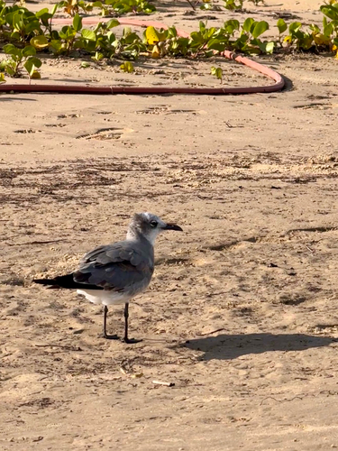 Laughing Gull observed by ibisono