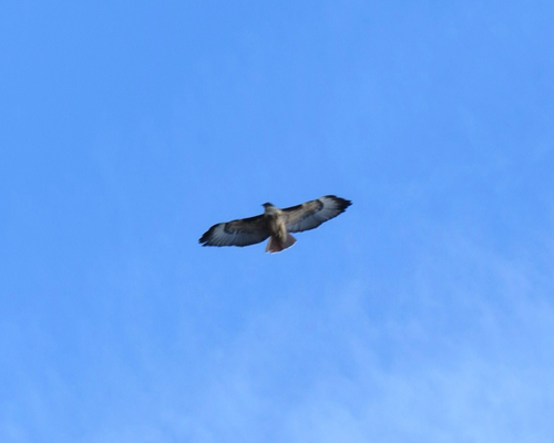 Broad-winged Hawk observed by allison71019