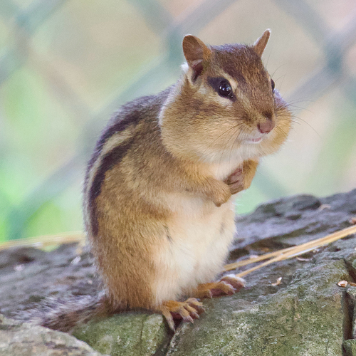 Eastern Chipmunk observed by birdcite-ing