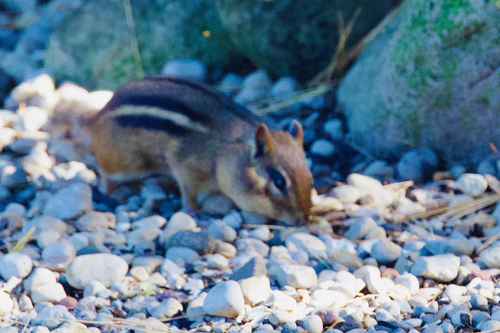 Eastern Chipmunk observed by birdcite-ing