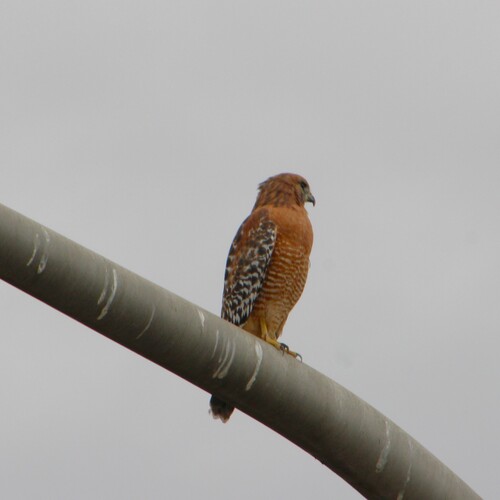 Red-shouldered Hawk observed by pscharnell
