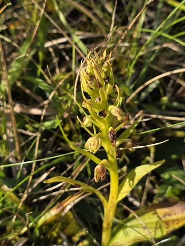 Dactylorhiza viridis, 2026-10-17