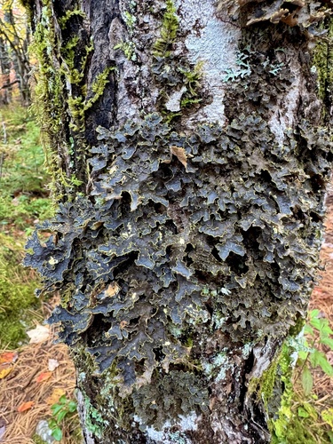 Lobariaceae
