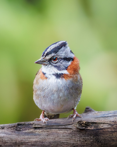 Rufous-collared Sparrow