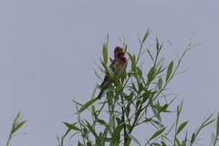 Carpodacus erythrinus
