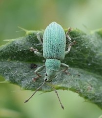 Phyllobius virideaeris