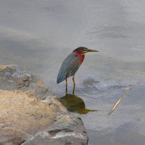 Green Heron observed by pscharnell