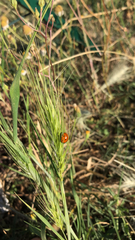Coccinella septempunctata