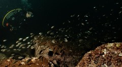 Chromis notata