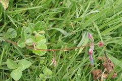 Desmodium molliculum