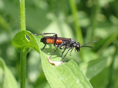 Macrophya annulata