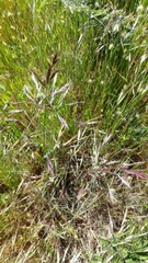 Bromus carinatus