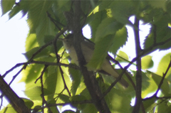 Acrocephalus dumetorum