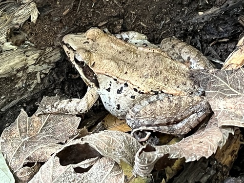 Wood Frog observed by aljnrn