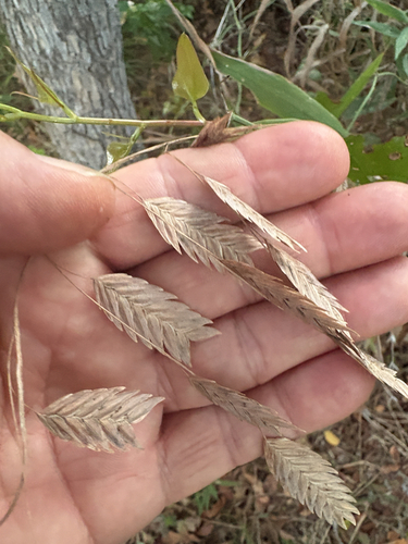 Featured image for “river oats”