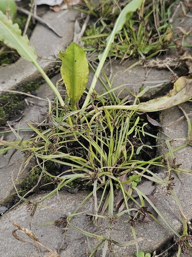 Brown Flatsedge
