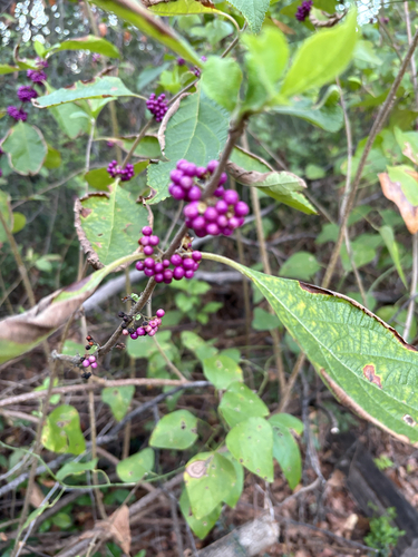 Featured image for “American beautyberry”