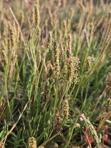 Buck's-horn Plantain
