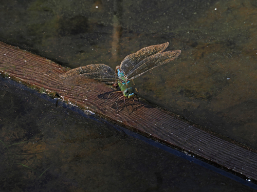 Blue Emperor