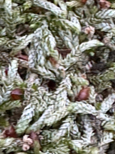 Featured image for “seductive entodon moss”