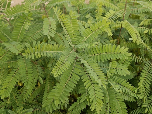 false indigo bush