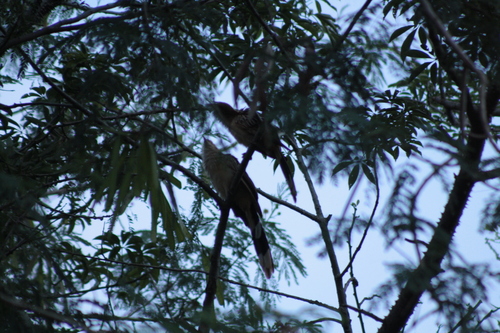 Guira Cuckoo