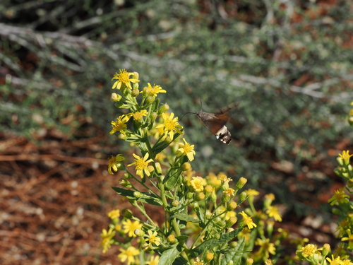 Eurasian Hummingbird Hawkmoth