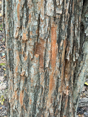 Featured image for “Osage-orange”