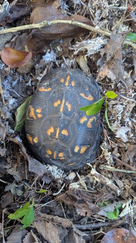 Eastern Box Turtle observed by apullano