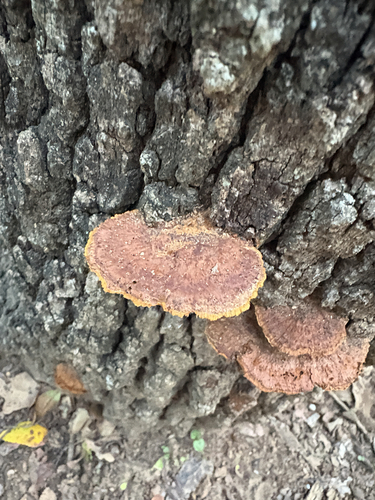 Featured image for “Mustard Yellow Polypore”