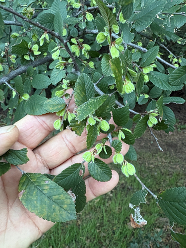 Featured image for “Cedar Elm”