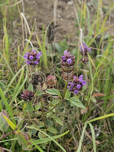 common selfheal