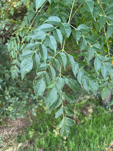 Featured image for “Chinaberry”