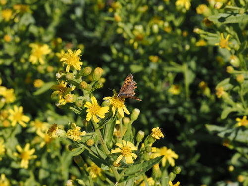 Small Copper